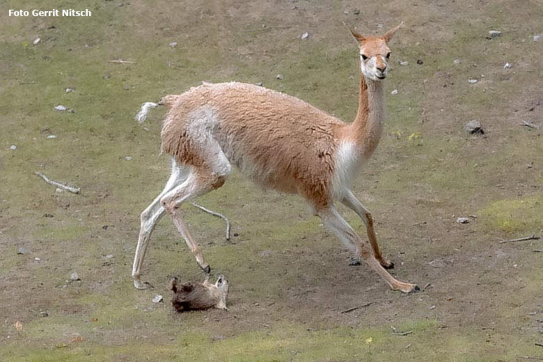 Vikunja und Schwarzschwanz-Präriehund am 27. Juli 2019 auf der Patagonien-Anlage im Zoologischen Garten der Stadt Wuppertal (Foto Gerrit Nitsch)