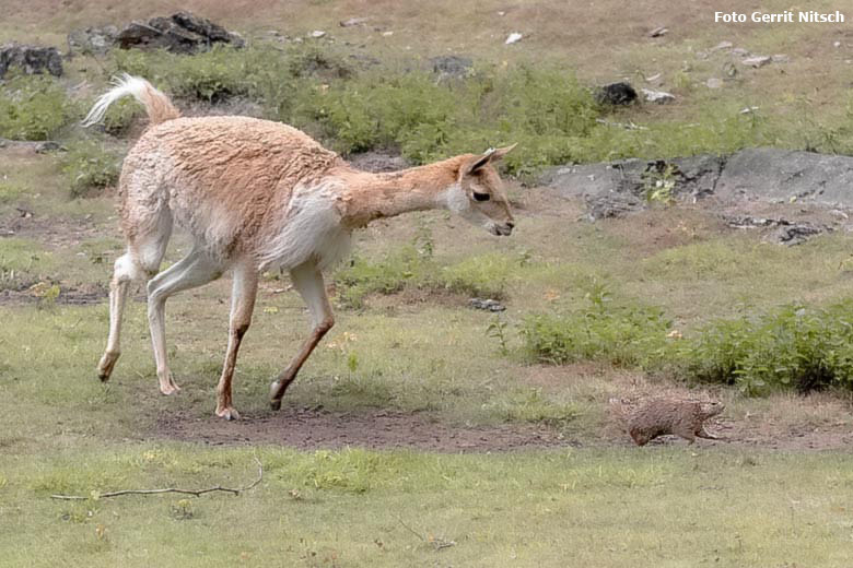 Vikunja und Schwarzschwanz-Präriehund am 27. Juli 2019 auf der Patagonien-Anlage im Zoo Wuppertal (Foto Gerrit Nitsch)