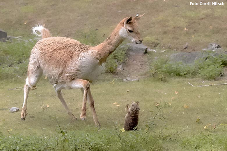 Vikunja und Schwarzschwanz-Präriehund am 27. Juli 2019 auf der Patagonien-Anlage im Zoologischen Garten Wuppertal (Foto Gerrit Nitsch)
