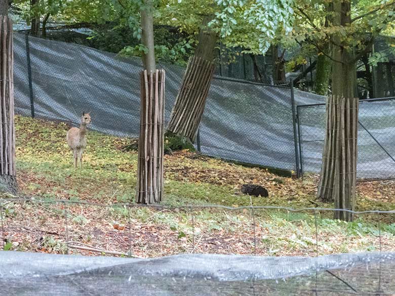 Vikunja-Jungtier am 29. September 2019 im sogenannten Milu-Wald im Grünen Zoo Wuppertal