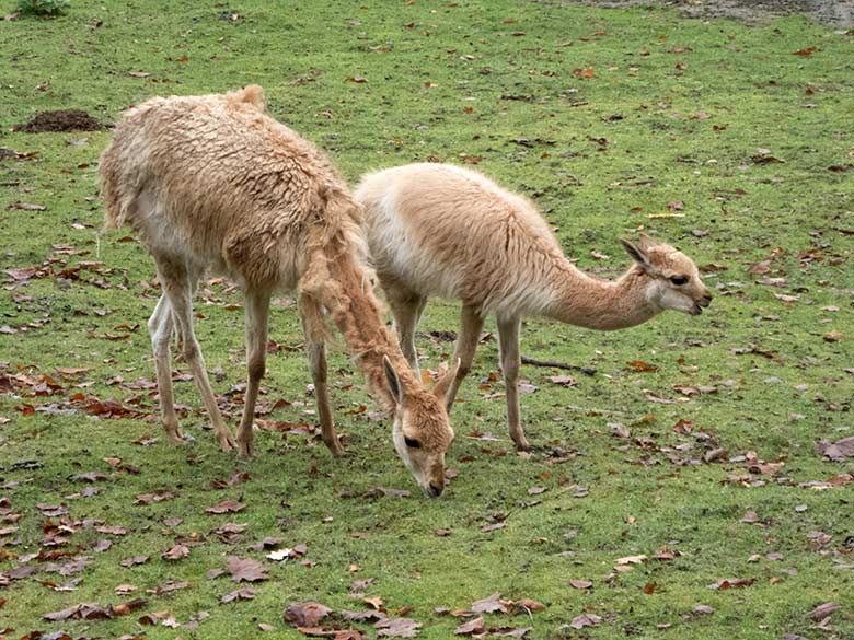 Vikunja-Weibchen mit dem am 22.07.2019 geborenen Jungtier am 14. November 2019 auf der Patagonien-Anlage im Grünen Zoo Wuppertal