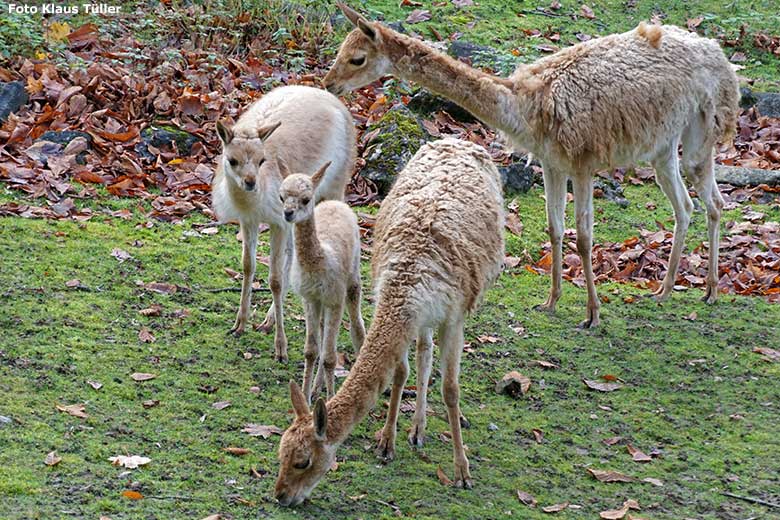 Vikunjas mit Jungtieren am 16. November 2019 auf der Patagonien-Anlage im Wuppertaler Zoo. (Foto Klaus Tüller)