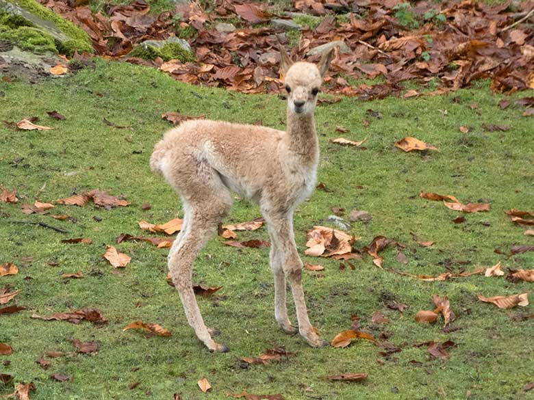 Vikunja-Fohlen am 17. November 2019 auf der Patagonien-Anlage im Zoologischen Garten Wuppertal