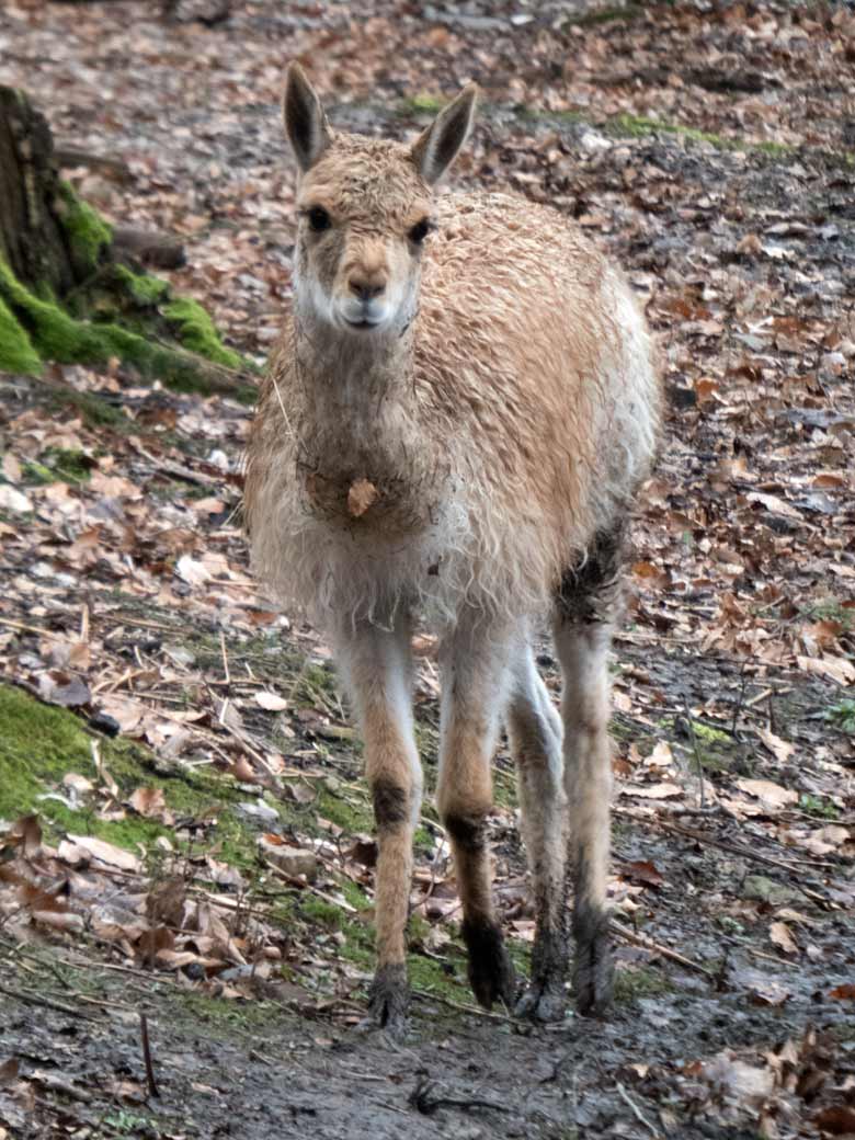 Vikunja-Jungtier am 19. Februar 2020 im sogenannten Milu-Wald im Wuppertaler Zoo