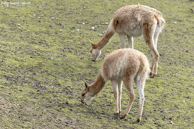 Vikunjas am 28. Februar 2020 auf der Patagonien-Anlage im Wuppertaler Zoo (Foto Gerrit Nitsch)