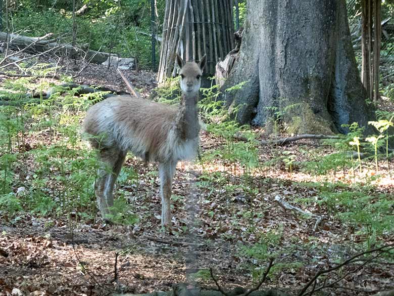 Vikunja-Jungtier am 15. Mai 2020 im sogenannten Milu-Wald im Grünen Zoo Wuppertal