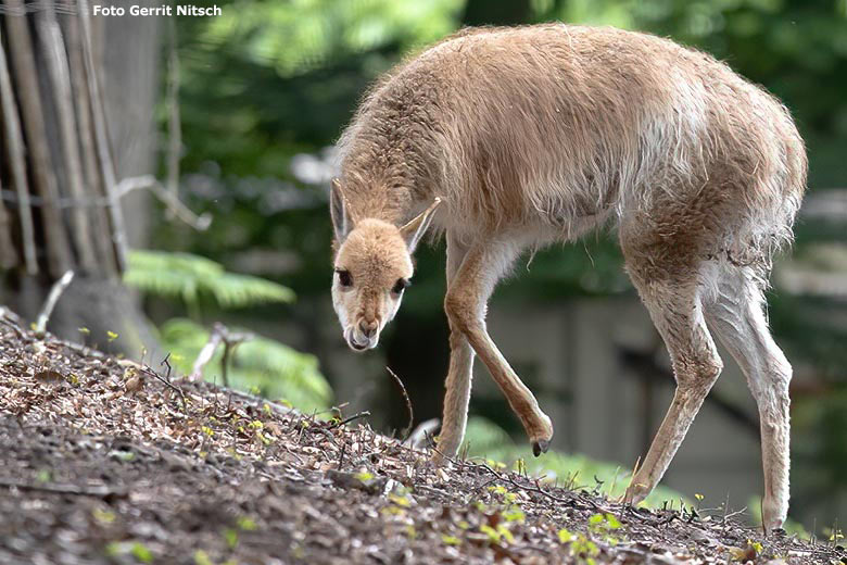 Vikunja-Jungtier am 8. Juni 2020 im ehemaligen Milu-Wald im Zoologischen Garten der Stadt Wuppertal (Foto Gerrit Nitsch)