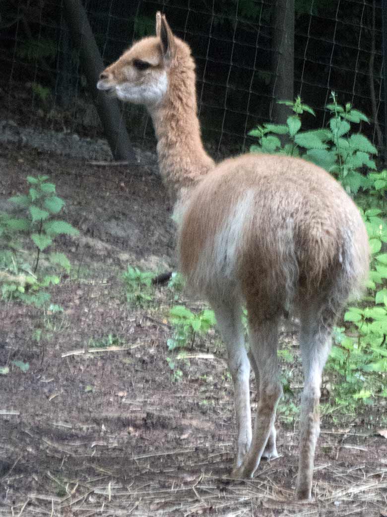 Vikunja-Jungtier am 14. Juni 2020 im sogenannten Milu-Wald im Grünen Zoo Wuppertal. Dieses Vikunja-Jungtier wurde am 20. Juli 2020 an eine andere Einrichtung abgegeben
