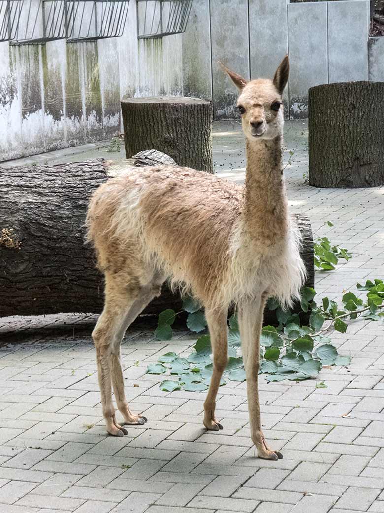 Vikunja-Jungtier am 21. Juli 2020 im Vorgehege am sogenannten Milu-Wald im Zoo Wuppertal