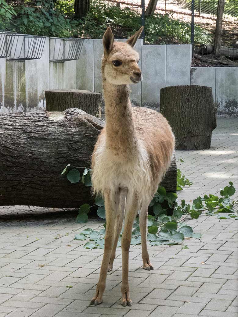 Vikunja-Jungtier am 21. Juli 2020 im Vorgehege am sogenannten Milu-Wald im Grünen Zoo Wuppertal