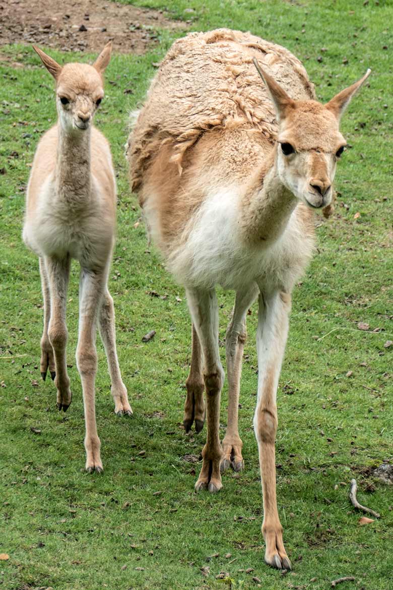 Nicht einmal 24 Stunden altes Vikunja-Jungtier am 25. August 2020 auf der Patagonien-Anlage im Wuppertaler Zoo