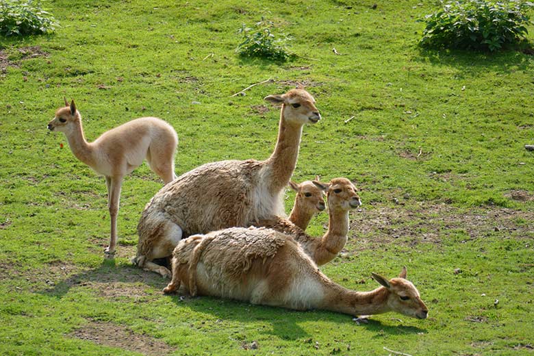 ikunja-Paarung am 11. September 2020 auf der Patagonien-Anlage im Wuppertaler Zoo