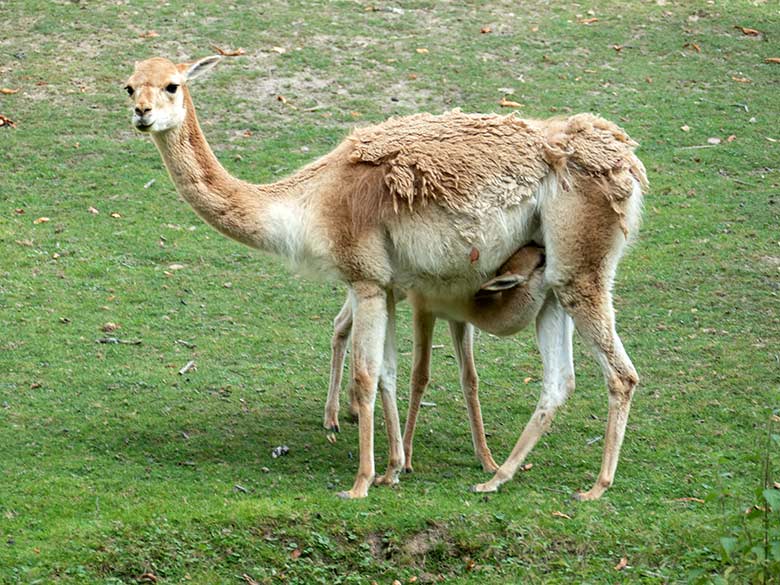 Vikunja mit Jungtier am 17. September 2020 auf der Patagonien-Anlage im Grünen Zoo Wuppertal