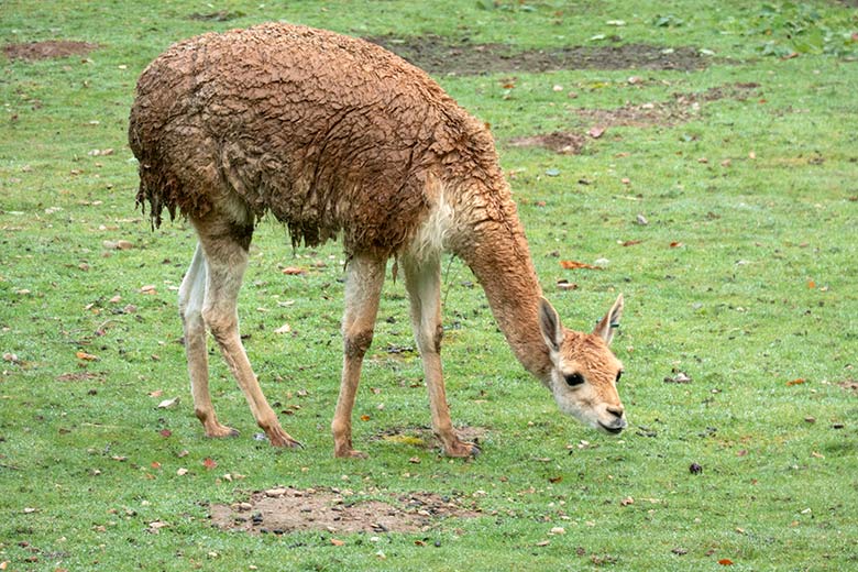 Vikunja mit nassem Fell am 27. September 2020 auf der Patagonien-Anlage im Zoologischen Garten der Stadt Wuppertal