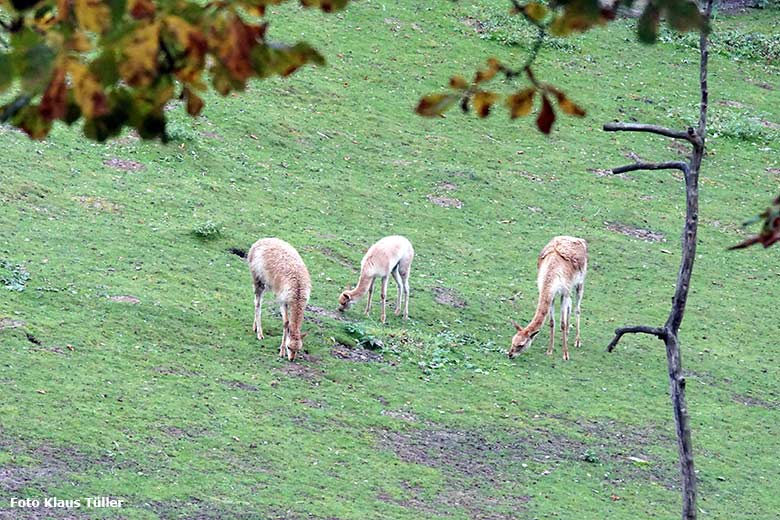 Vikunjas am 30. September 2020 auf der Patagonien-Anlage im Grünen Zoo Wuppertal (Foto Klaus Tüller)