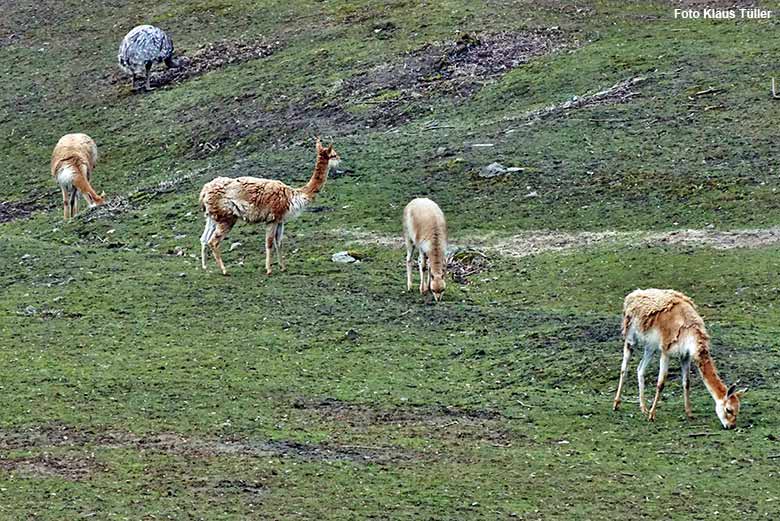 Vier Vikunjas am 8. März 2021 auf der Patagonien-Anlage im Zoologischen Garten Wuppertal (Foto Klaus Tüller)