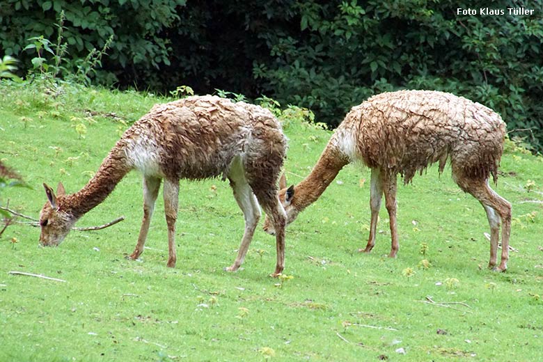 Vikunjas mit nassem Fell am 15. Juli 2021 auf der Patagonien-Anlage im Wuppertaler Zoo (Foto Klaus Tüller)