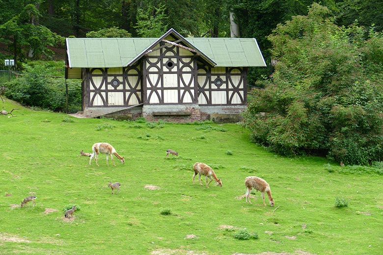 Drei Vikunjas am 26. Juli 2021 auf der Patagonien-Anlage im Wuppertaler Zoo