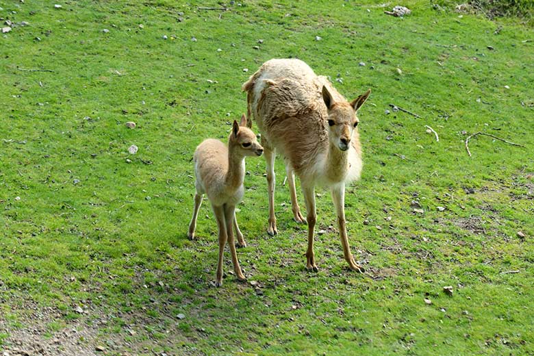 Vikunjas mit Jungtier am 5. September 2021 auf der Patagonien-Anlage im Wuppertaler Zoo