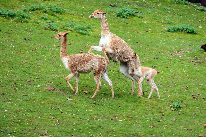 Vorspiel einer Vikunja-Paarung am 20. Oktober 2021 auf der Patagonien-Anlage im Grünen Zoo Wuppertal