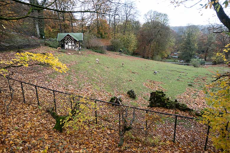 Fünf Vikunjas am 8. November 2021 auf der Patagonien-Anlage im Wuppertaler Zoo