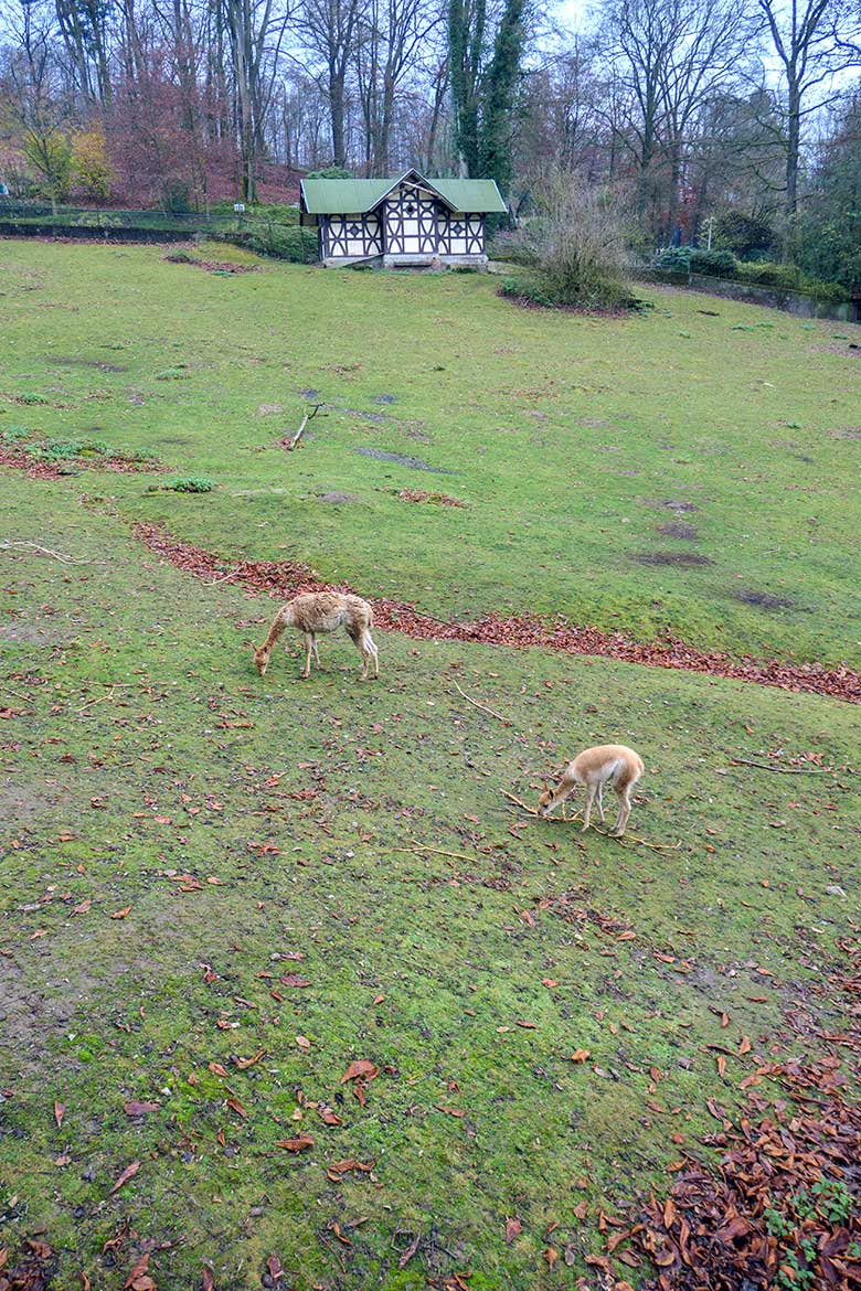 Vikunjas am 25. November 2021 auf der Patagonien-Anlage im Zoologischen Garten Wuppertal