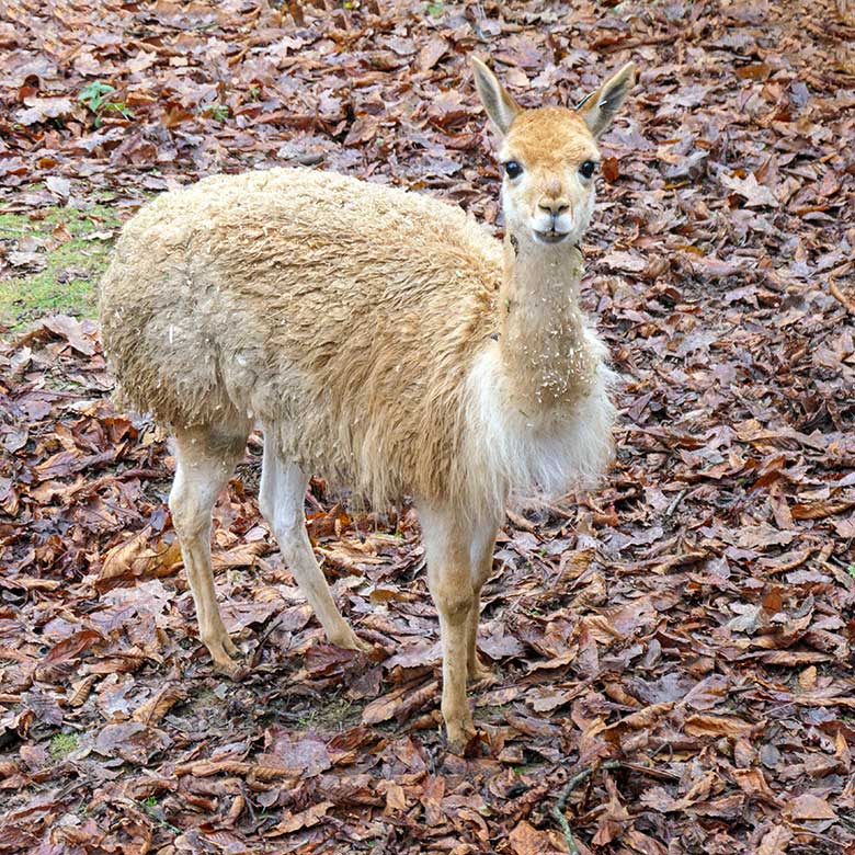 Vikunja am 25. November 2021 auf der Patagonien-Anlage im Grünen Zoo Wuppertal