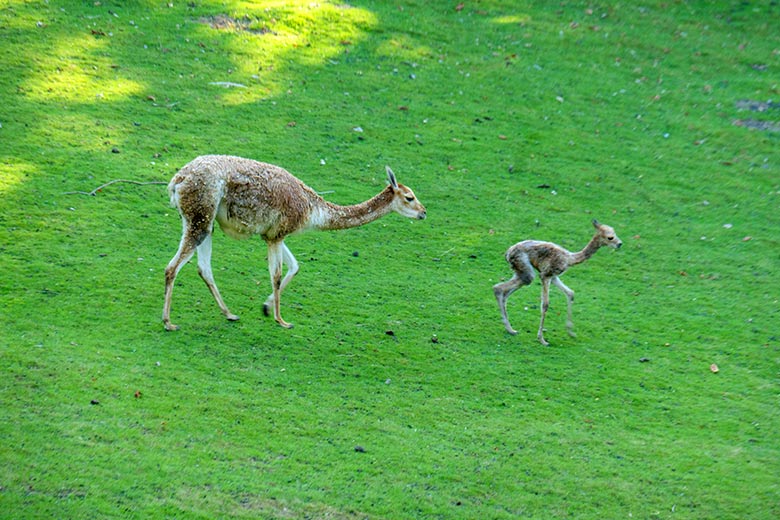 Vikunja mit dem frisch geborenen Vikunja-Jungtier am 16. September 2022 auf der Patagonien-Anlage im Wuppertaler Zoo