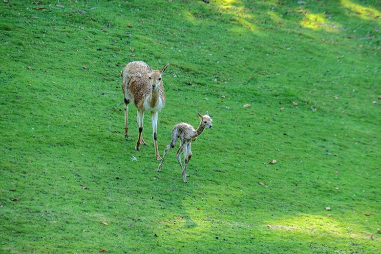 Vikunja mit dem frisch geborenen Vikunja-Jungtier am 16. September 2022 auf der Patagonien-Anlage im Zoo Wuppertal