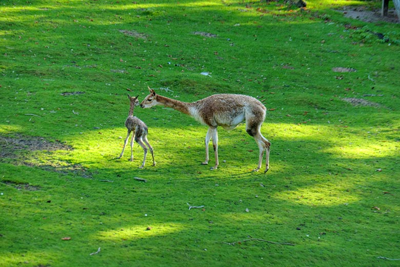 Vikunja mit dem frisch geborenen Vikunja-Jungtier am 16. September 2022 auf der Patagonien-Anlage im Zoologischen Garten Wuppertal