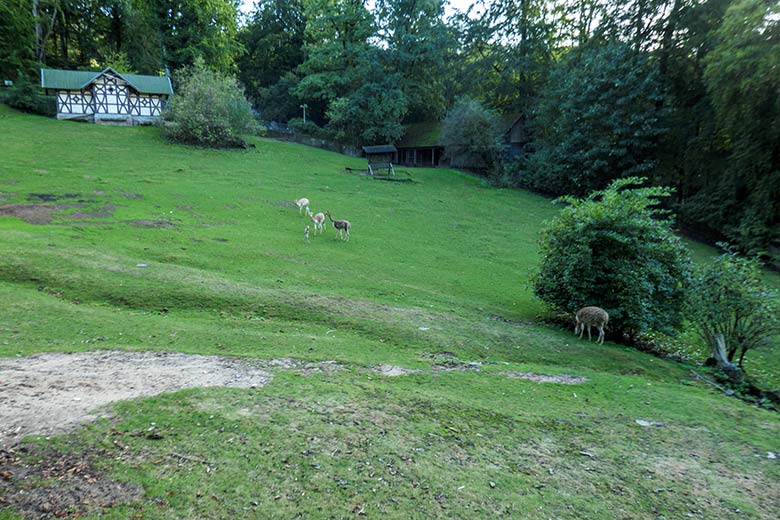 Vier adulte Vikunjas mit dem frisch geborenen Vikunja-Jungtier am 16. September 2022 auf der Patagonien-Anlage im Grünen Zoo Wuppertal