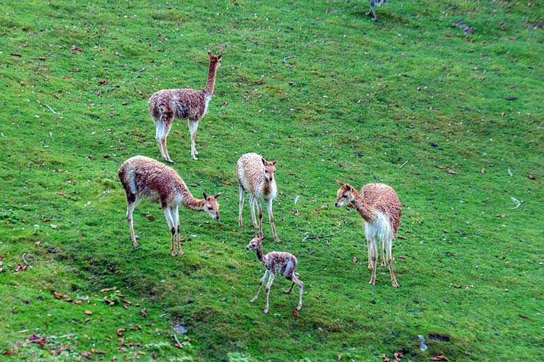 Vikunjas mit dem frisch geborenen Vikunja-Jungtier am 16. September 2022 auf der Patagonien-Anlage im Zoologischen Garten der Stadt Wuppertal