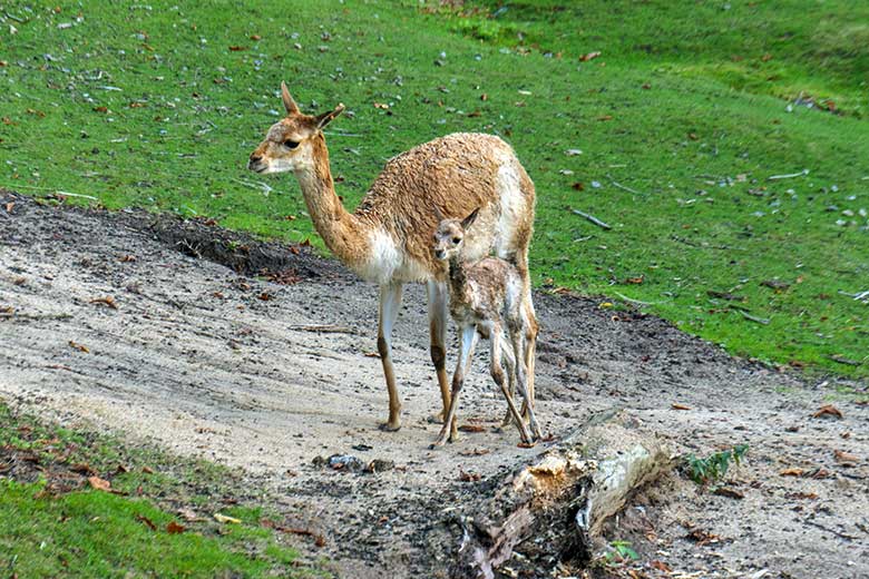 Vikunja mit dem frisch geborenen Vikunja-Jungtier am 16. September 2022 auf der Patagonien-Anlage im Zoo Wuppertal