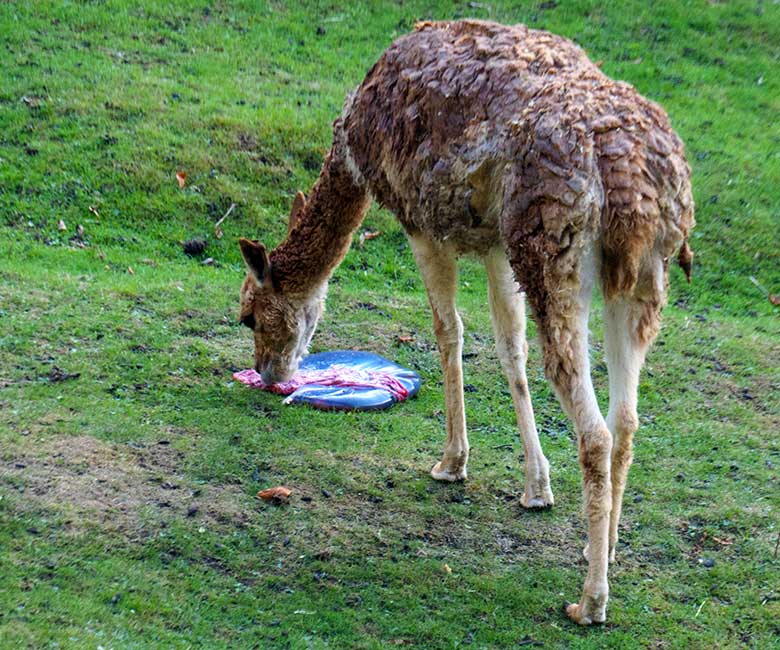 Adultes Vikunja an der Nachgeburt am 16. September 2022 auf der Patagonien-Anlage im Zoologischen Garten der Stadt Wuppertal