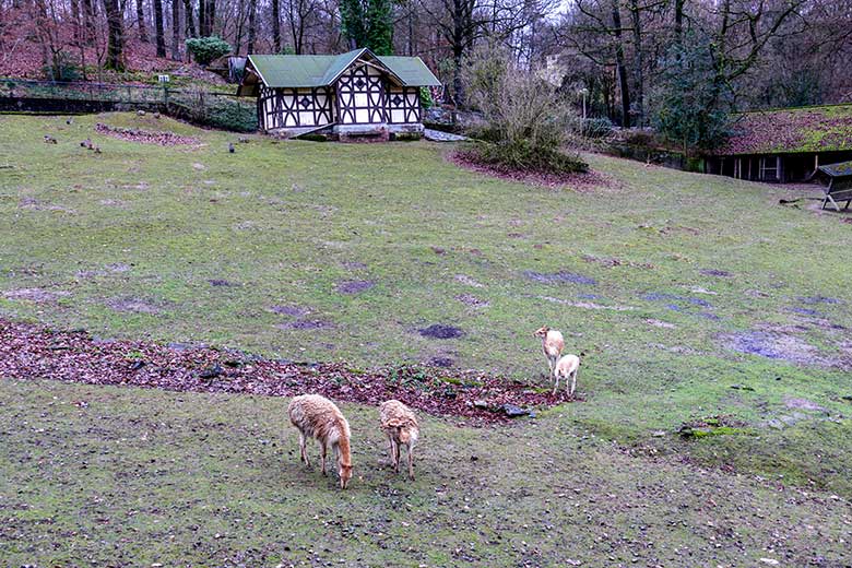 Vier Vikunjas am 20. Dezember 2022 auf der Patagonien-Anlage im Grünen Zoo Wuppertal