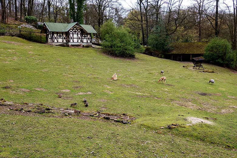 Vikunja-Paarung am 15. April 2023 auf der Patagonien-Anlage im Wuppertaler Zoo