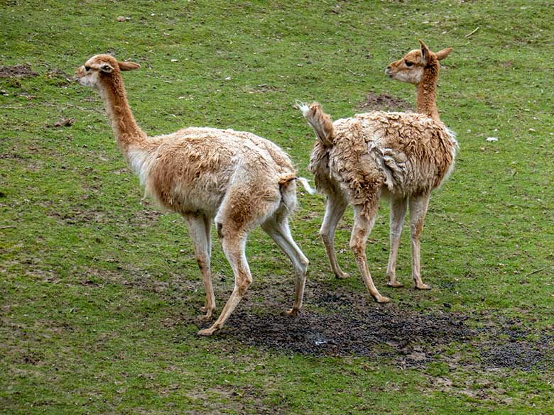 Vikunjas am 15. April 2023 auf der Patagonien-Anlage im Grünen Zoo Wuppertal