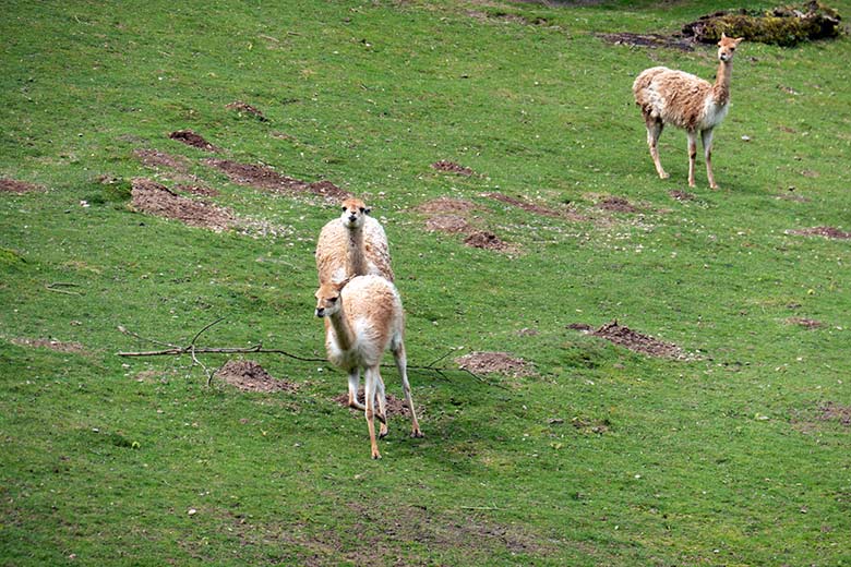 Beginn der Vikunja-Paarung am 9. Mai 2023 auf der Patagonien-Anlage im Grünen Zoo Wuppertal