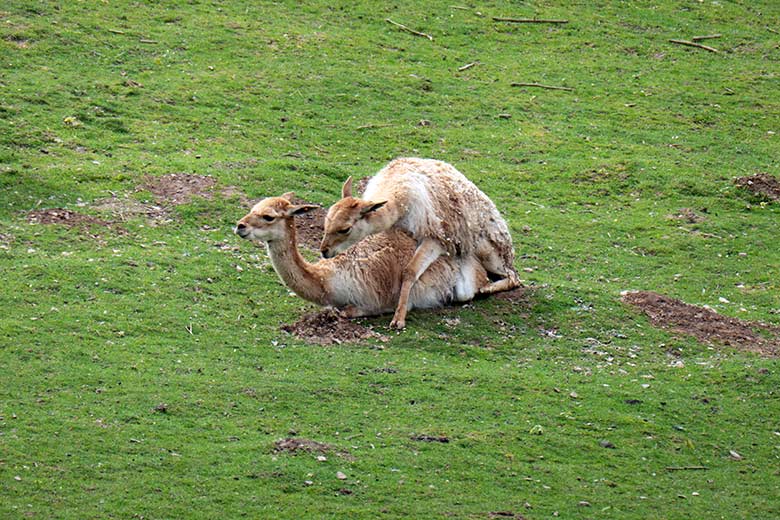 Vikunja-Paarung am 9. Mai 2023 auf der Patagonien-Anlage im Grünen Zoo Wuppertal