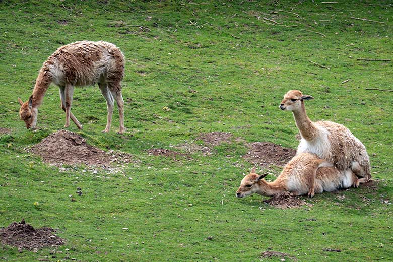 Vikunja-Paarung am 9. Mai 2023 auf der Patagonien-Anlage im Zoologischen Garten Wuppertal