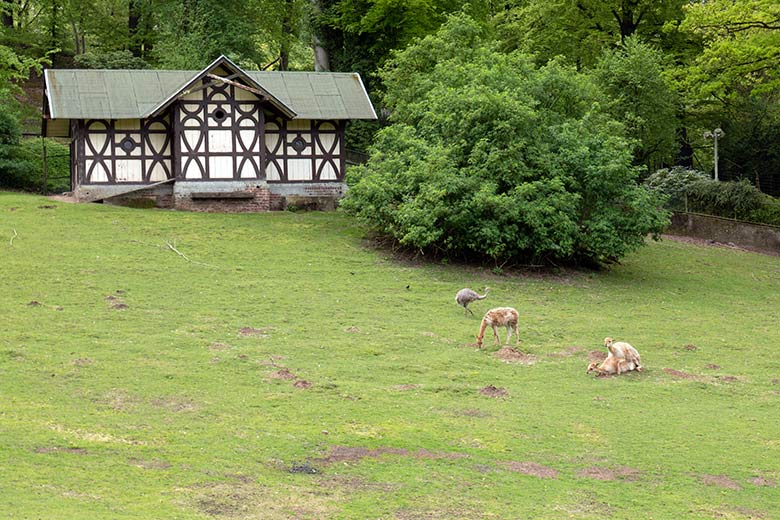 Vikunja-Paarung am 9. Mai 2023 auf der Patagonien-Anlage im Wuppertaler Zoo