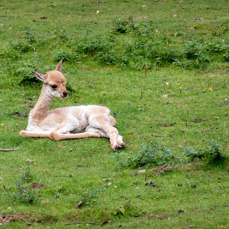 Vikunja-Jungtier am 29. Juli 2023 auf der Patagonien-Anlage im Grünen Zoo Wuppertal