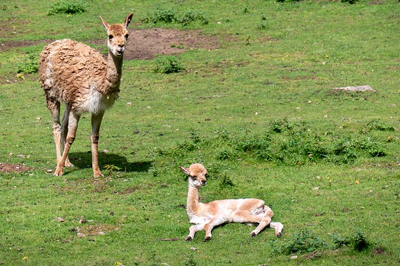 Vikunja mit Jungtier am 29. Juli 2023 auf der Patagonien-Anlage im Zoologischen Garten Wuppertal