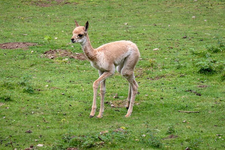 Vikunja-Jungtier am 29. Juli 2023 auf der Patagonien-Anlage im Zoo Wuppertal