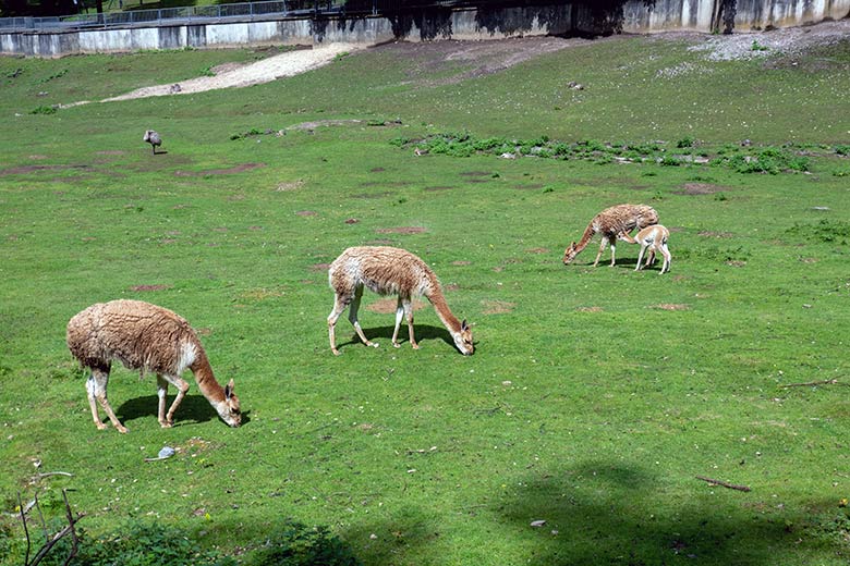 Vikunjas mit Jungtier am 29. Juli 2023 auf der Patagonien-Anlage im Wuppertaler Zoo