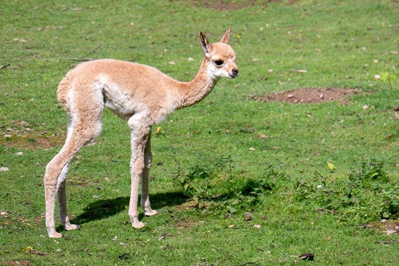Vikunja-Jungtier am 29. Juli 2023 auf der Patagonien-Anlage im Grünen Zoo Wuppertal