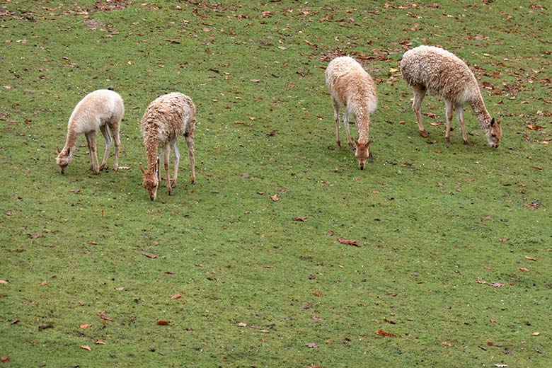 Vier Vikunjas am 18. November 2023 auf der Patagonien-Anlage im Zoologischen Garten Wuppertal