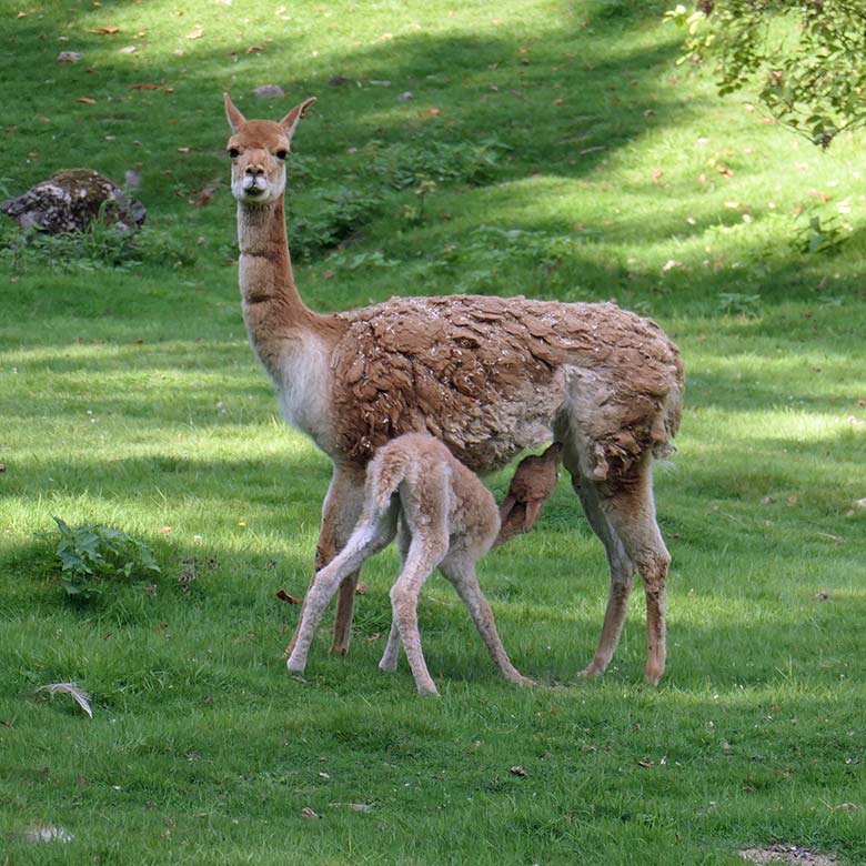 Vikunja-Stute mit Vikunja-Jungtier am 18. August 2025 auf der Patagonien-Anlage im Wuppertaler Zoo