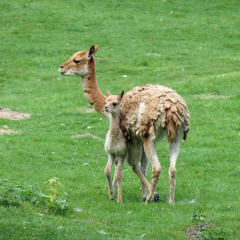 Wenige Stunden junges Vikunja-Jungtier mit seiner Vikunja-Mutter am 18. August 2025 auf der Patagonien-Anlage im Zoologischen Garten der Stadt Wuppertal
