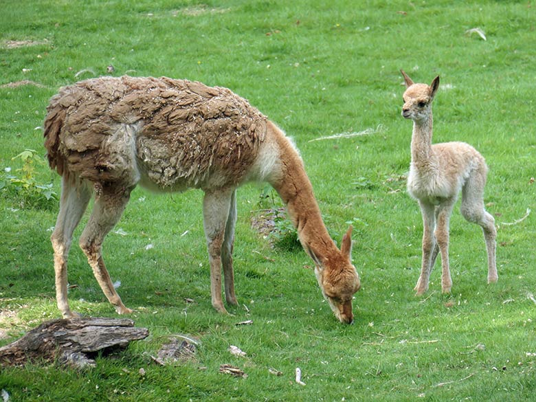 Vikunja-Stute mit Vikunja-Jungtier am 18. August 2025 auf der Patagonien-Anlage im Zoo Wuppertal
